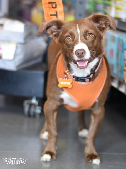 Willow (Dog), an adoptable Spaniel, Australian Kelpie in Montgomery, TX, 77316 | Photo Image 2