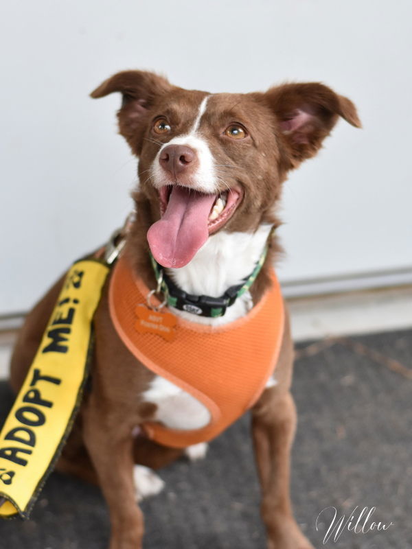 Willow, an adoptable Spaniel, Australian Kelpie in Montgomery, TX, 77316 | Photo Image 3