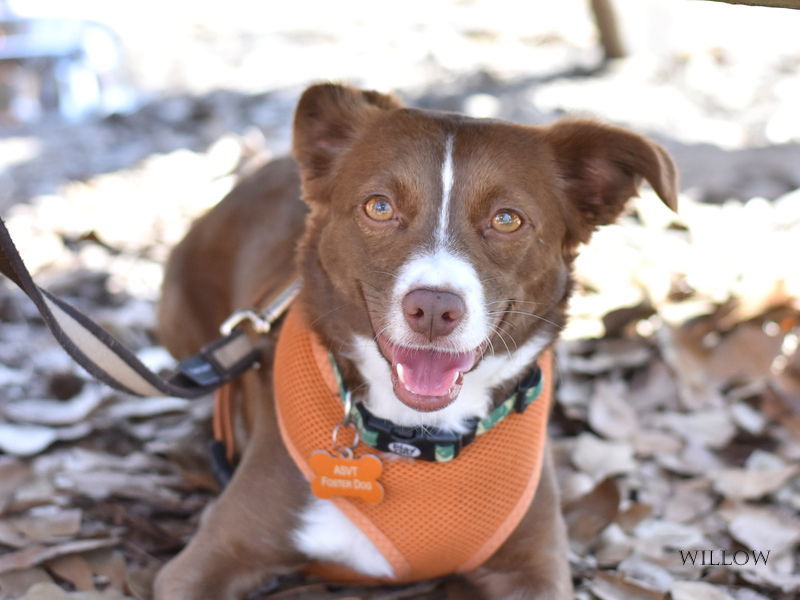 Willow (Dog), an adoptable Spaniel, Australian Kelpie in Montgomery, TX, 77316 | Photo Image 3