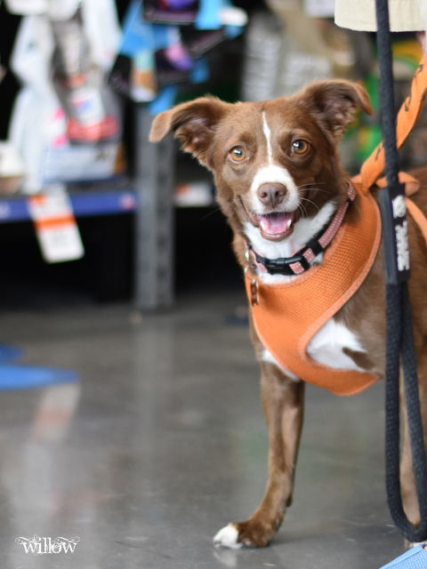 Willow (Dog), an adoptable Spaniel, Australian Kelpie in Montgomery, TX, 77316 | Photo Image 3