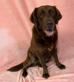 2 year 61lbs Lab Spayed This dog is joining Social Tees on 511 and is eligible to join our foste