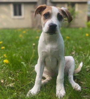 9 weeks  7lbs as of 511 Hound Mix Spayed Expected to be about 50lsb Full G