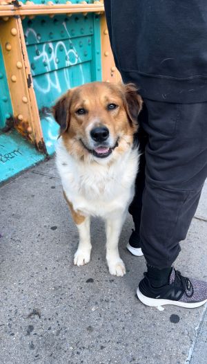 2 year 60lbs English Shepherd Neutered This dog is joining Social Tees on 511 and is eligible to