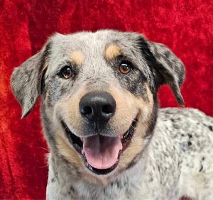 YELM - 2 years 54lbs CatahoulaHeeler Spayed This dog is joining Social Tees on 511 and is eligi