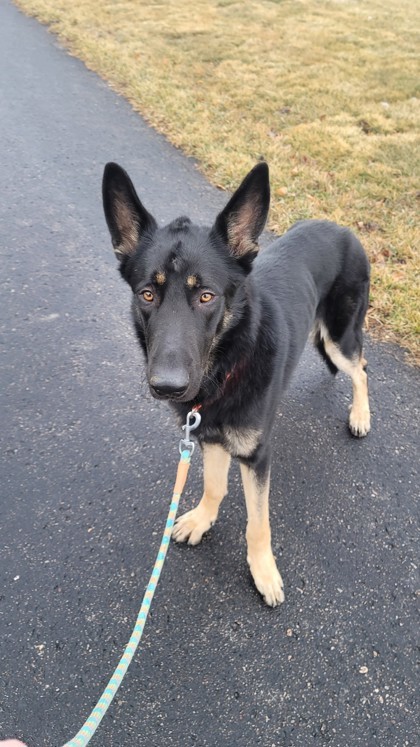 Jared, an adoptable German Shepherd Dog, Mixed Breed in Fergus Falls, MN, 56537 | Photo Image 1