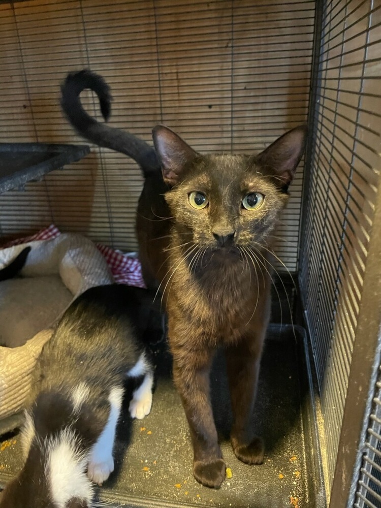 Dahlia, an adoptable Domestic Short Hair in Thatcher, AZ, 85552 | Photo Image 1