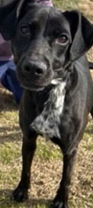 Meet Nikki Greetings potential adopter My names Nikki and Im a gentle soul in search of a peac