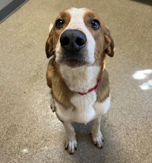 Meet Elmer Fudd the charming 2-year-old hound mix with a heart as sweet as hone
