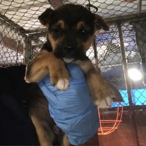 Sammi, an adoptable Mixed Breed in Las Cruces, NM, 88012 | Photo Image 2