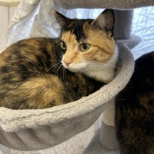 Cats for Adoption Near Bedford NH Petfinder