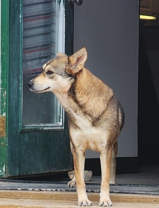 ZOE, an adoptable Shetland Sheepdog / Sheltie, Husky in Hartville, WY, 82215 | Photo Image 2