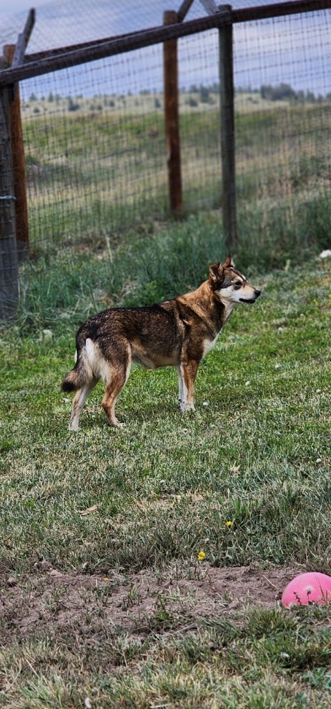 ZOE, an adoptable Shetland Sheepdog / Sheltie, Husky in Hartville, WY, 82215 | Photo Image 4
