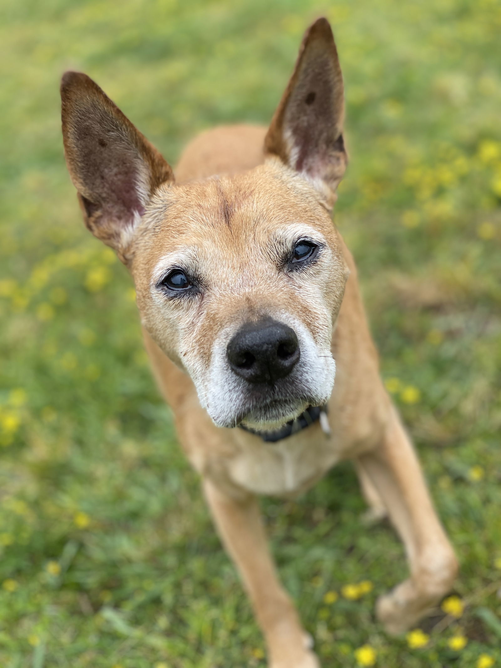 Dog for adoption - 2404-0053 Gabe (Off Site Foster), a Jack Russell ...