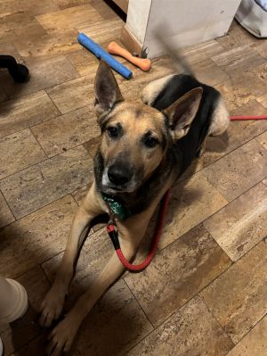 Name GonBreed mix looks like part German shepherdAge about 6-8 unsureVaccines I think all up t