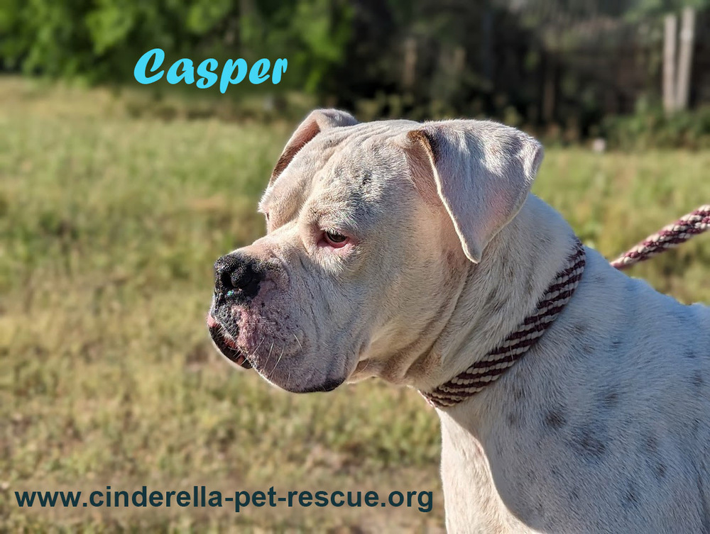 Casper, an adoptable Boxer in Mission, TX, 78574 | Photo Image 1