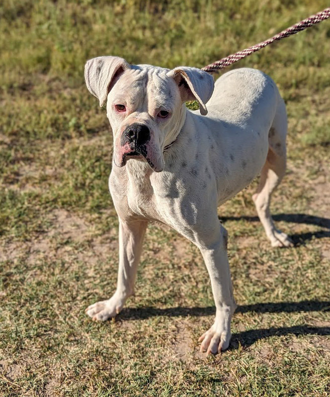 Casper, an adoptable Boxer in Mission, TX, 78574 | Photo Image 2