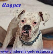 Casper, an adoptable Boxer in Mission, TX, 78574 | Photo Image 3