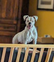 Casper, an adoptable Boxer in Mission, TX, 78574 | Photo Image 4