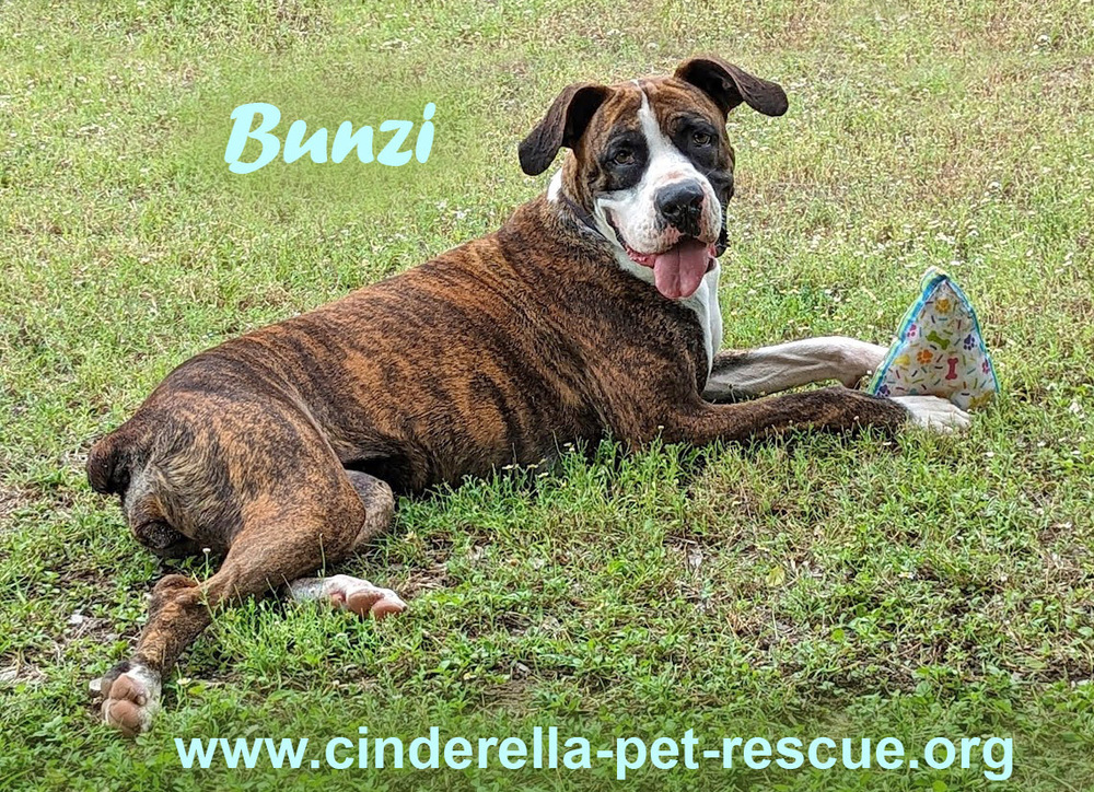 Bunzi, an adoptable Boxer in Mission, TX, 78574 | Photo Image 1