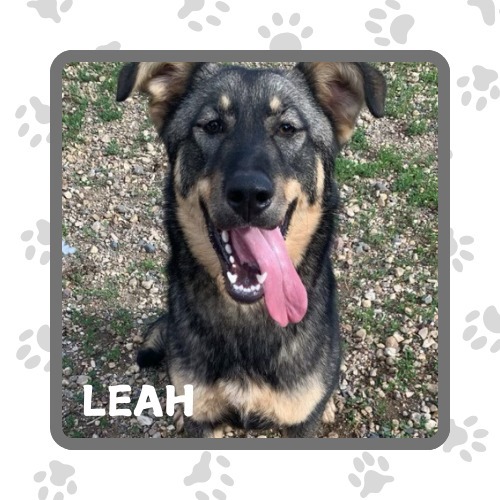 Leah, an adoptable German Shepherd Dog in Elbow Lake, MN, 56531 | Photo Image 1