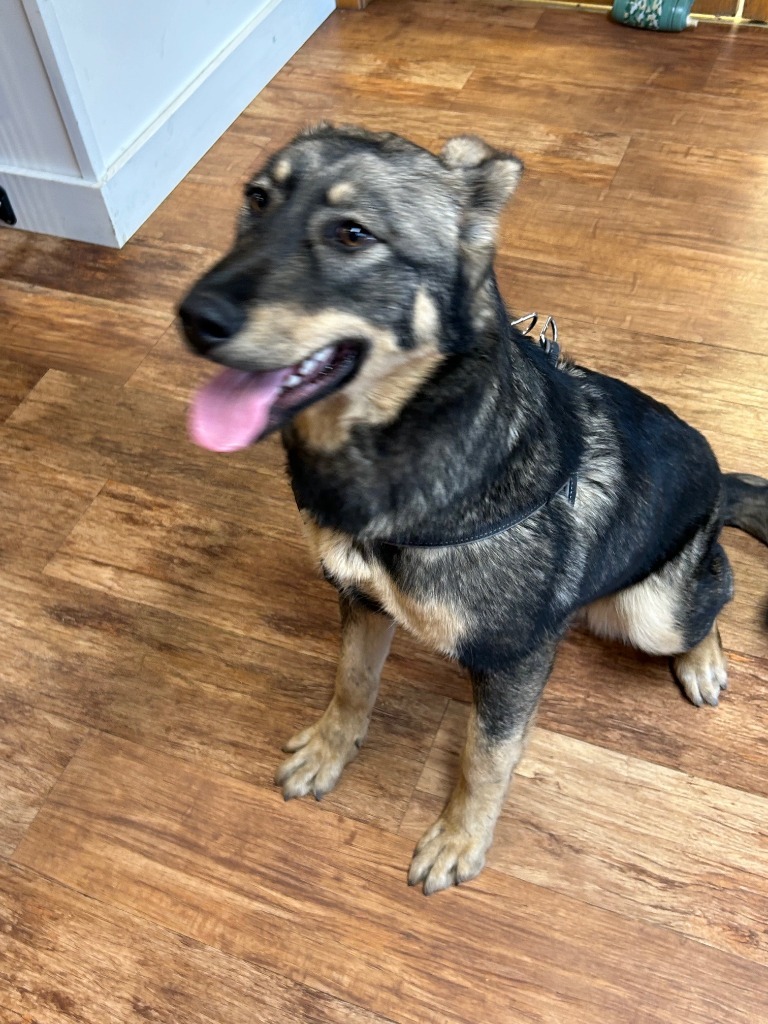 Leah, an adoptable German Shepherd Dog in Elbow Lake, MN, 56531 | Photo Image 2