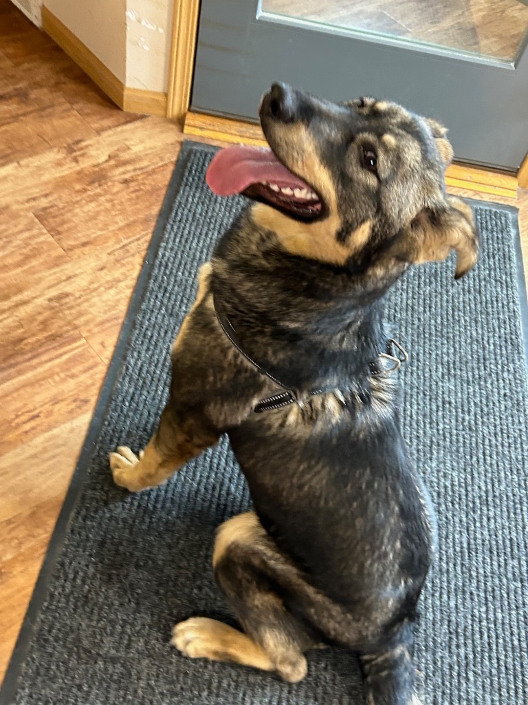 Leah, an adoptable German Shepherd Dog in Elbow Lake, MN, 56531 | Photo Image 3