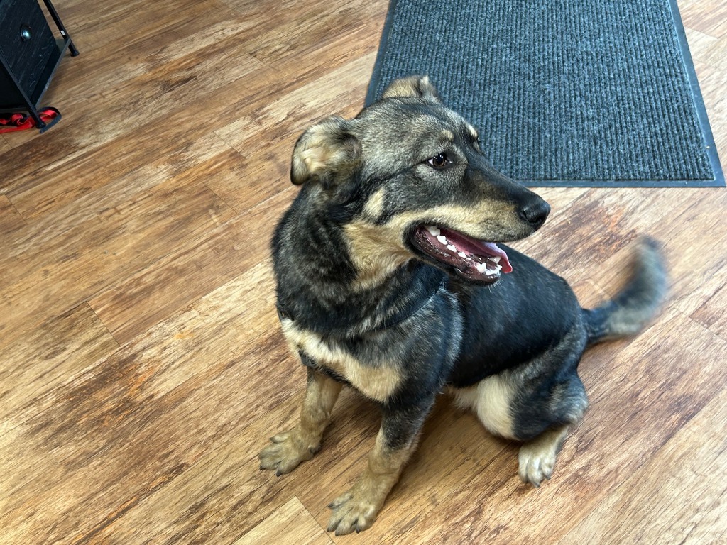 Leah, an adoptable German Shepherd Dog in Elbow Lake, MN, 56531 | Photo Image 4