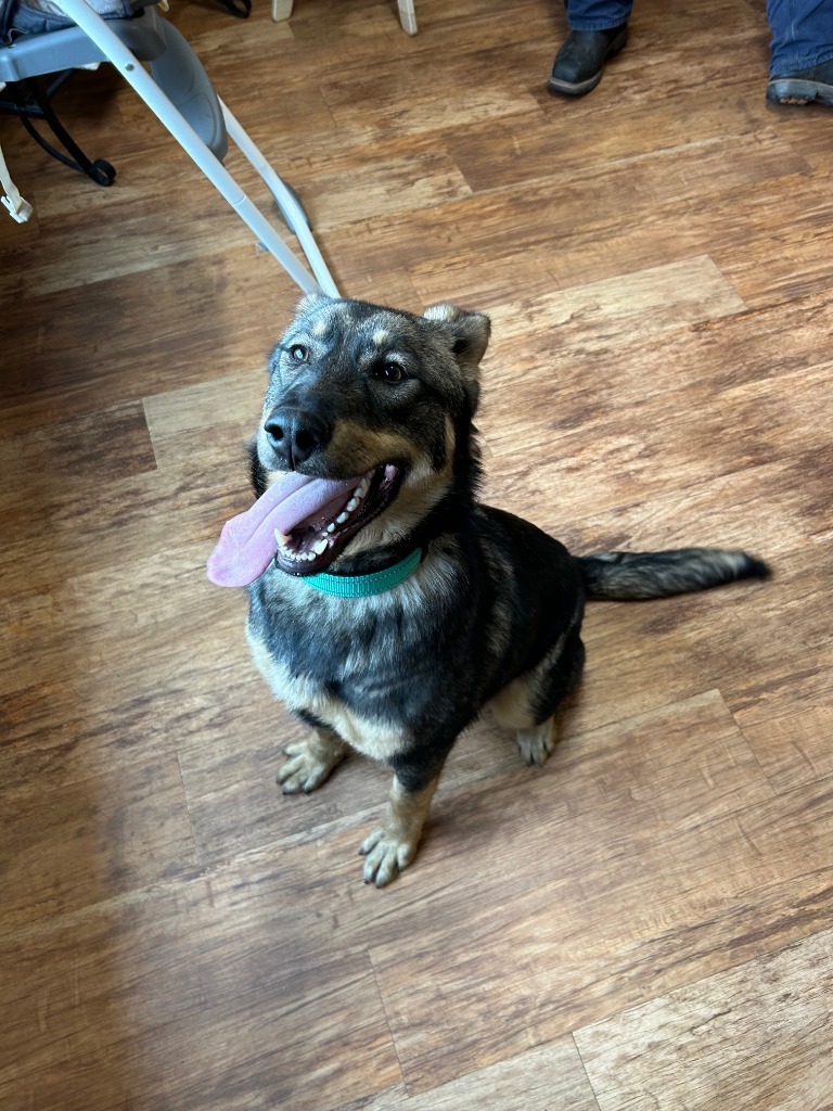 Leah, an adoptable German Shepherd Dog in Elbow Lake, MN, 56531 | Photo Image 5