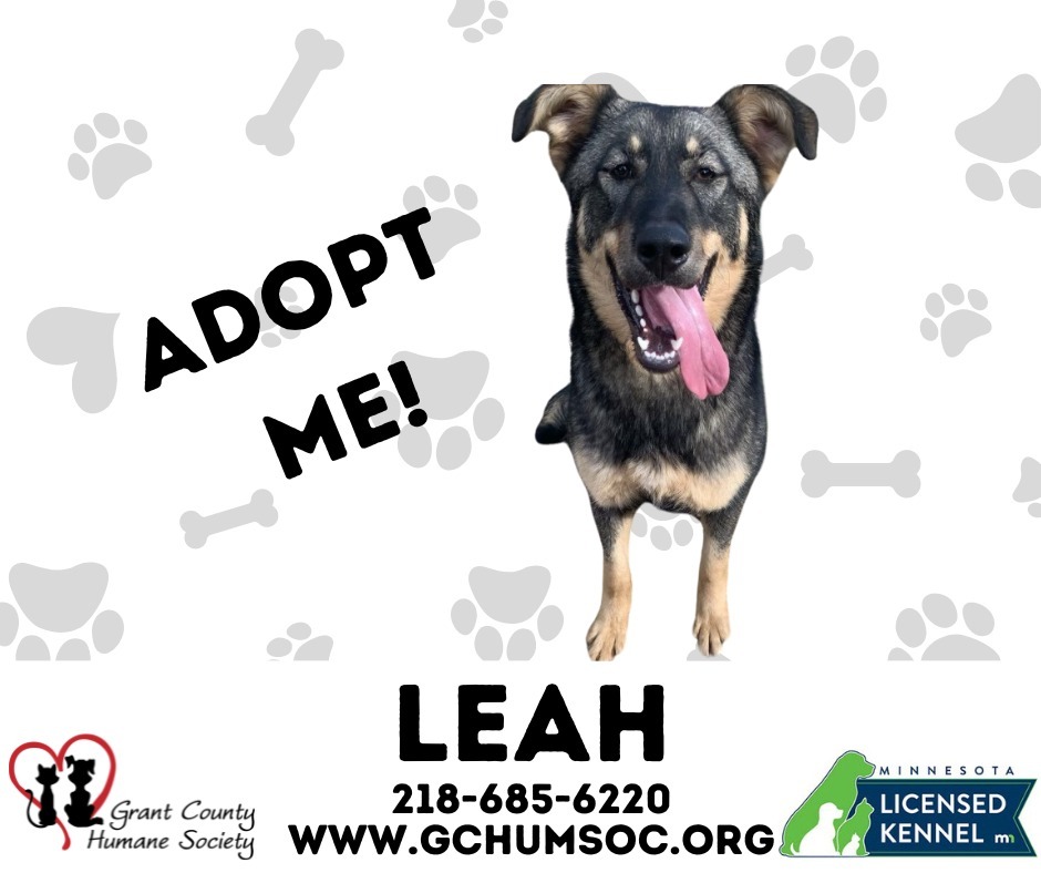 Leah, an adoptable German Shepherd Dog in Elbow Lake, MN, 56531 | Photo Image 6