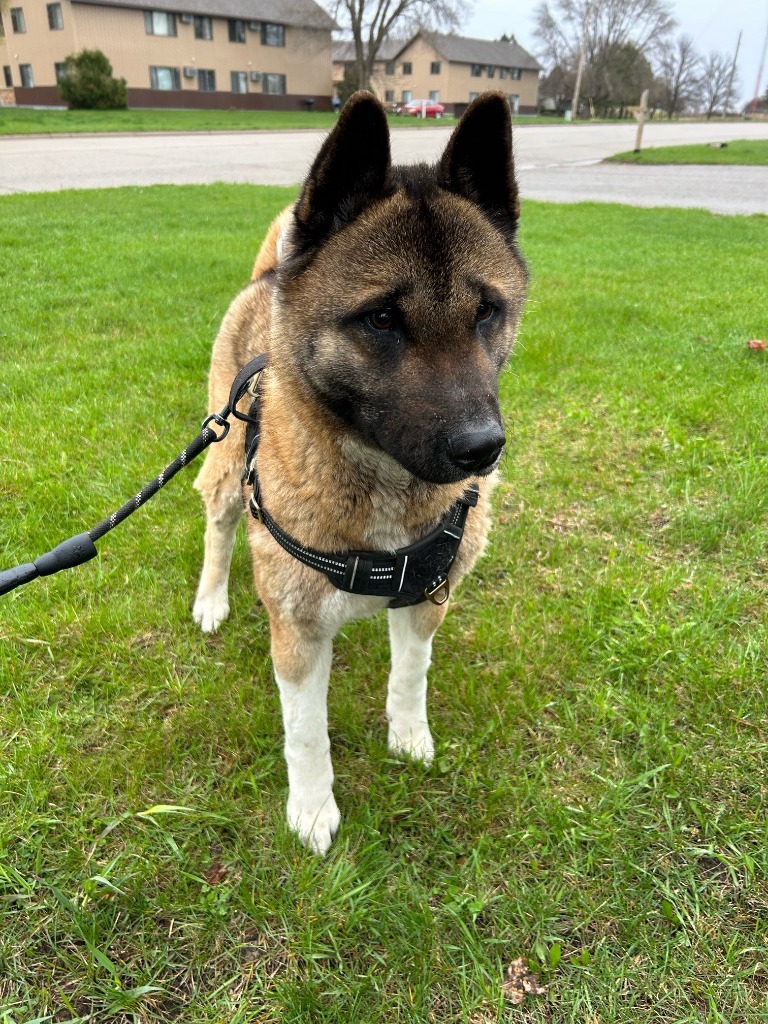 Ember, an adoptable Akita in Elbow Lake, MN, 56531 | Photo Image 3
