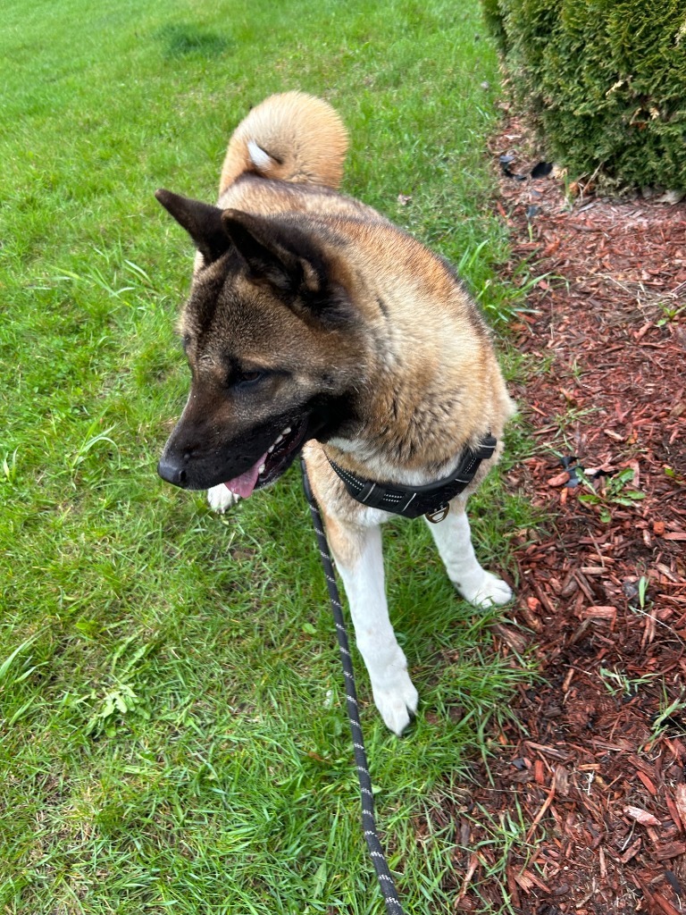 Ember, an adoptable Akita in Elbow Lake, MN, 56531 | Photo Image 4