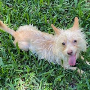 This delightful tiny 6 Chorkie is a spirited and happy pup with personality plus Shes eager to pl