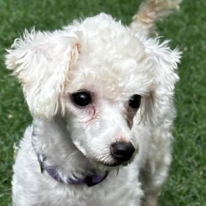 Asa is a darling 1-2 yr old tiny poodle weighing just 6lbs She came to CAMO res