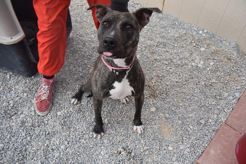 Audrey, an adoptable Pit Bull Terrier, Mixed Breed in Pahrump, NV, 89048 | Photo Image 1
