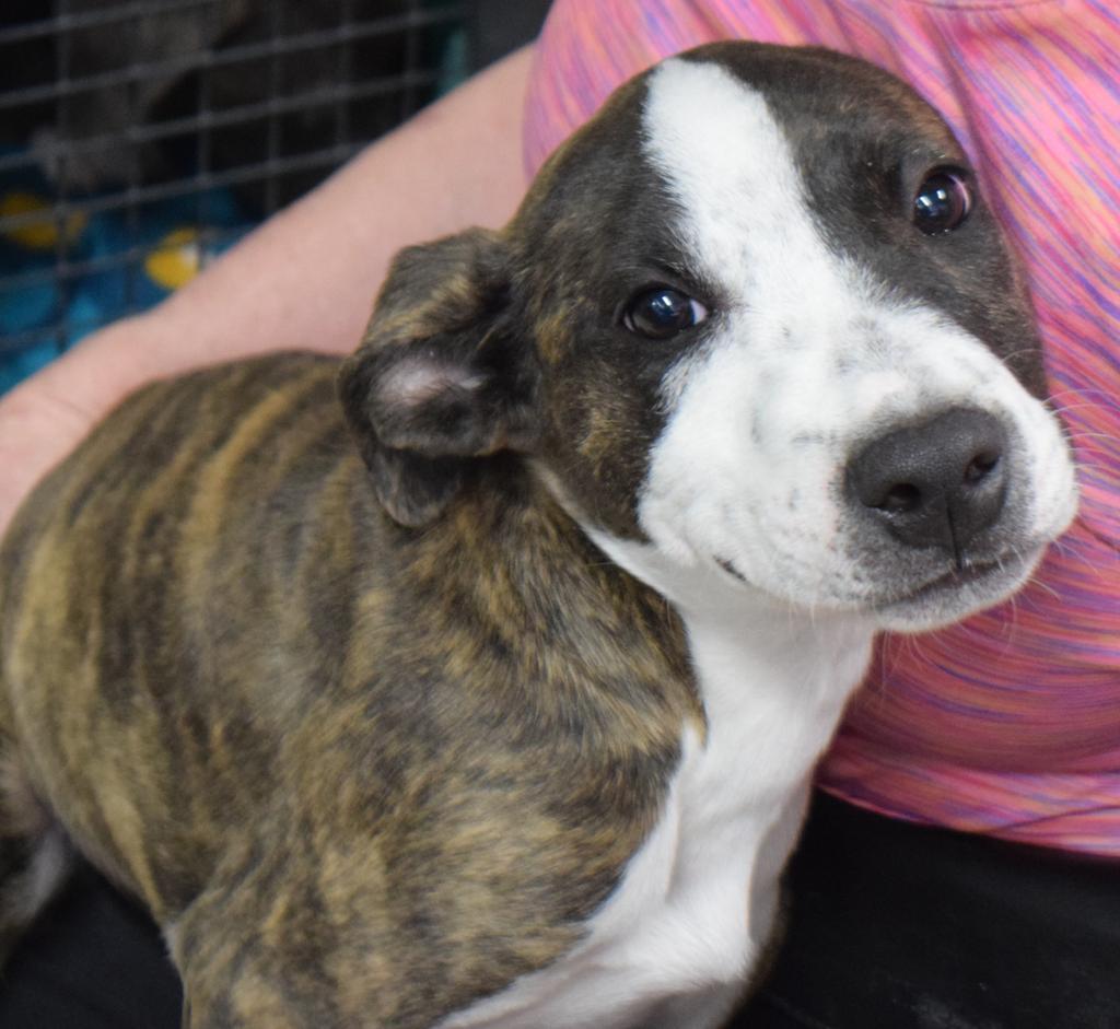 Audrey, an adoptable Pit Bull Terrier, Mixed Breed in Pahrump, NV, 89048 | Photo Image 2