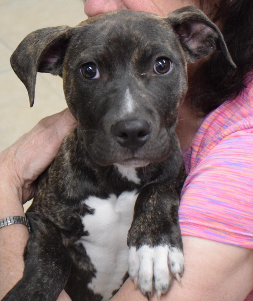 Audrey, an adoptable Pit Bull Terrier, Mixed Breed in Pahrump, NV, 89048 | Photo Image 3