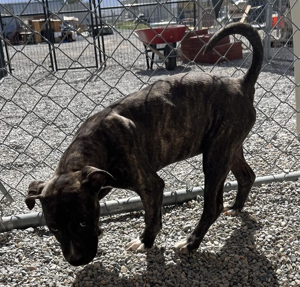 Audrey, an adoptable Pit Bull Terrier, Mixed Breed in Pahrump, NV, 89048 | Photo Image 4