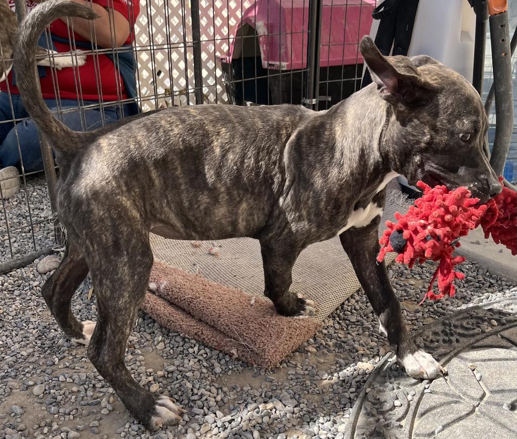 Audrey, an adoptable Pit Bull Terrier, Mixed Breed in Pahrump, NV, 89048 | Photo Image 5