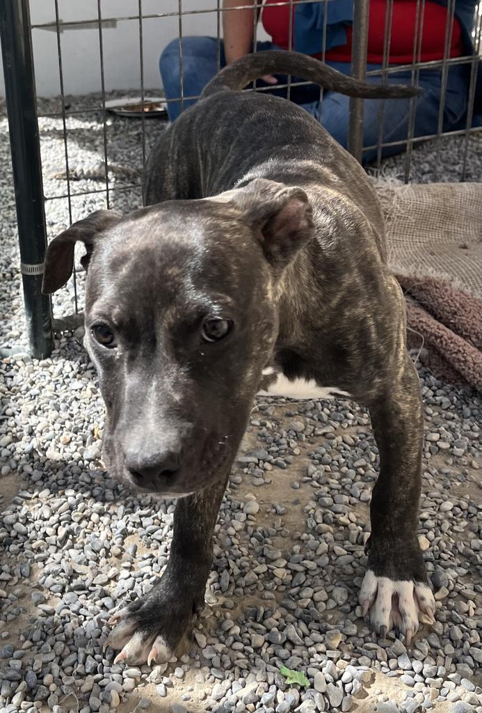 Audrey, an adoptable Pit Bull Terrier, Mixed Breed in Pahrump, NV, 89048 | Photo Image 6