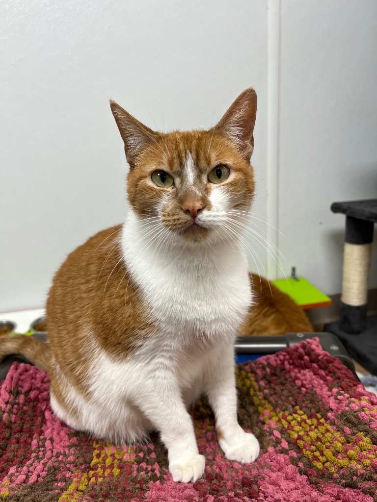 Sunflower, an adoptable Domestic Short Hair in Corpus Christi, TX, 78414 | Photo Image 1