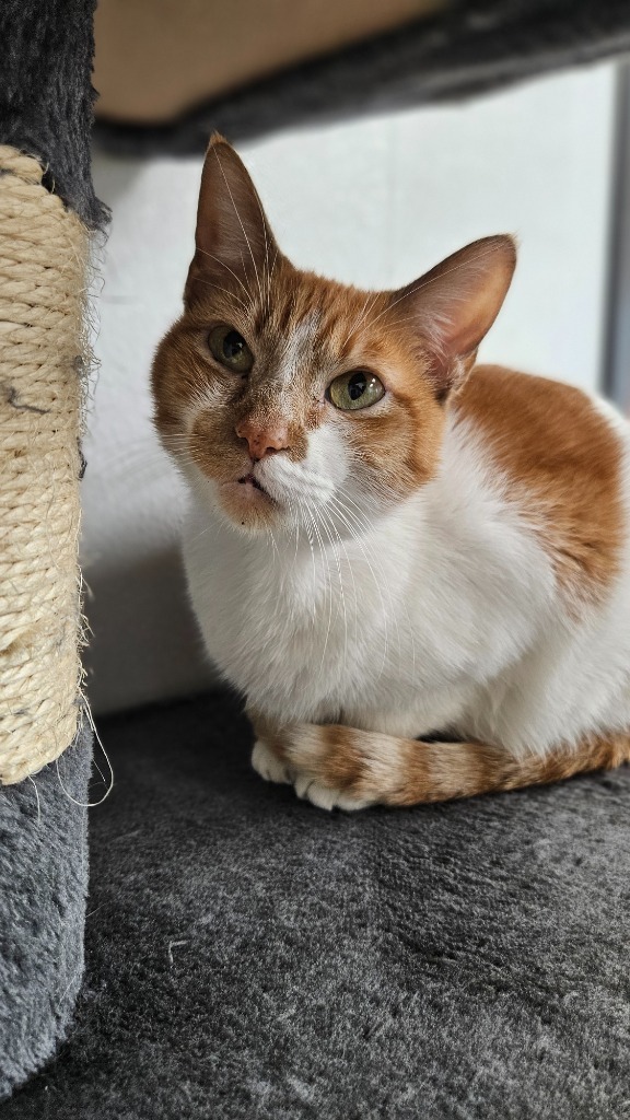 Sunflower, an adoptable Domestic Short Hair in Corpus Christi, TX, 78414 | Photo Image 4