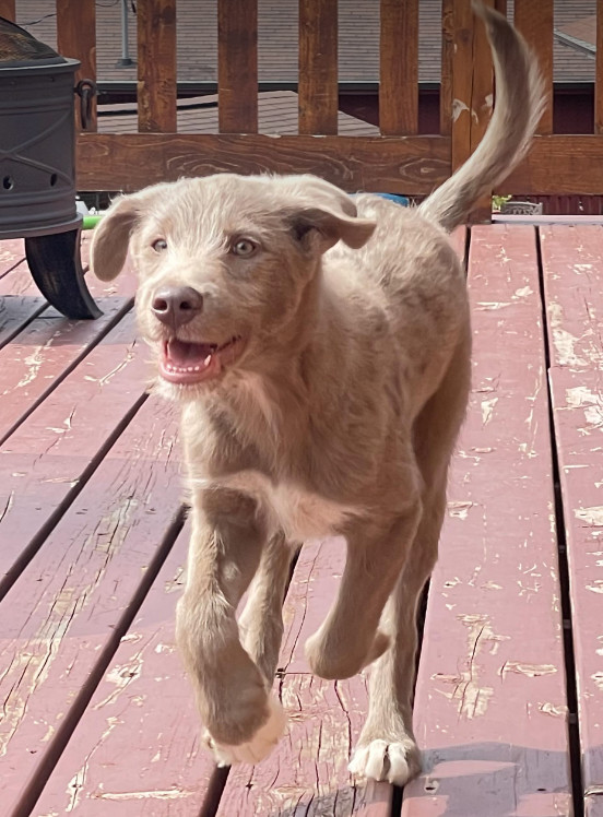 Chunk, an adoptable Standard Poodle, Labrador Retriever in Anchorage, AK, 99503 | Photo Image 1