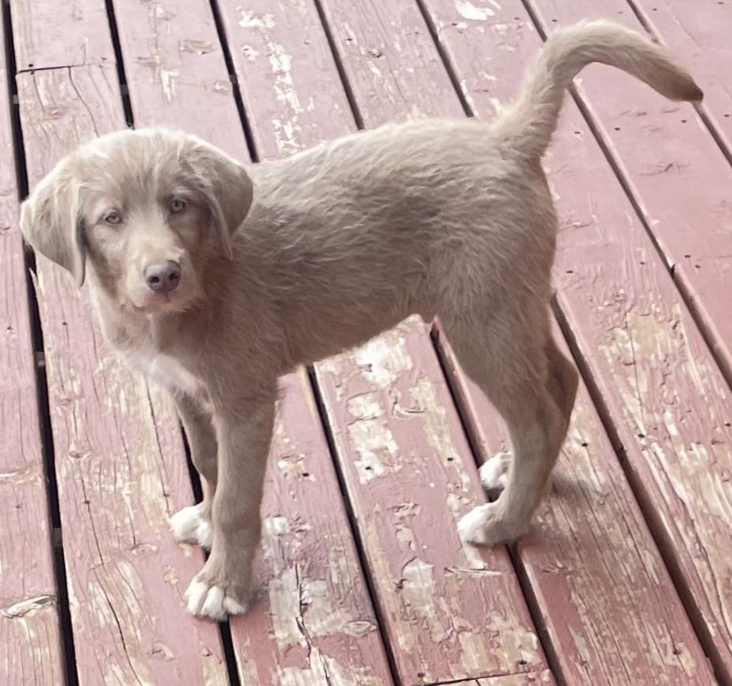 Chunk, an adoptable Standard Poodle, Labrador Retriever in Anchorage, AK, 99503 | Photo Image 2