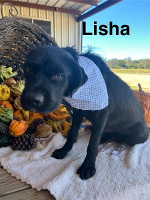 Lisha, Adult Female unknown