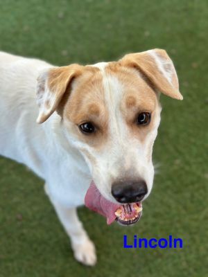 Lincoln, Adult Male unknown