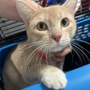 Introducing Garfield a delightful 3-year-old orange and white tabby boy with an