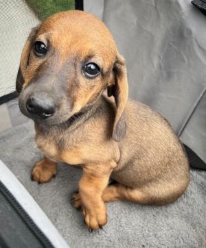 Puppy Mikey is a darling 68 pound red short hair Dachshund He is a very friend
