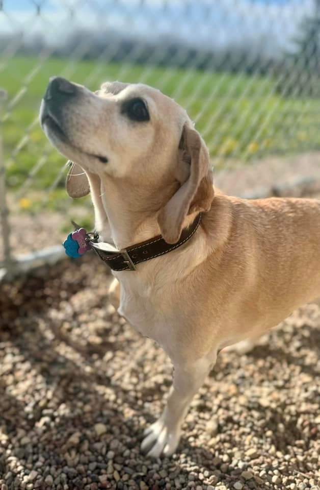 Luna, an adoptable Mixed Breed in Wausau, WI, 54401 | Photo Image 1