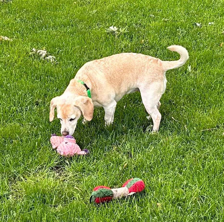 Luna, an adoptable Mixed Breed in Wausau, WI, 54401 | Photo Image 3