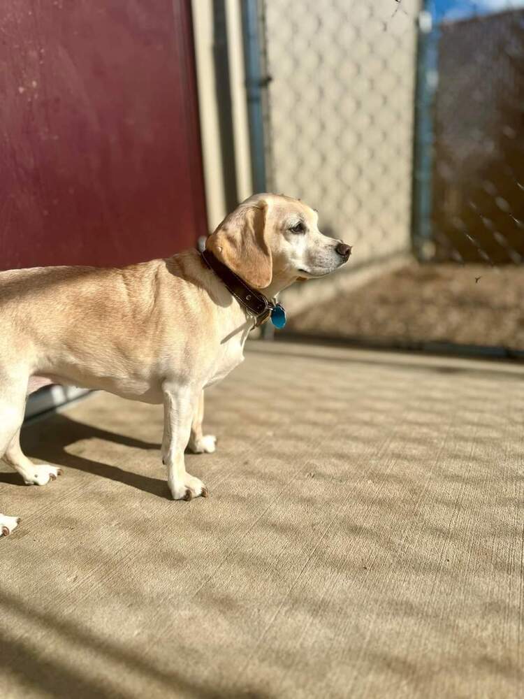 Luna, an adoptable Mixed Breed in Wausau, WI, 54401 | Photo Image 5